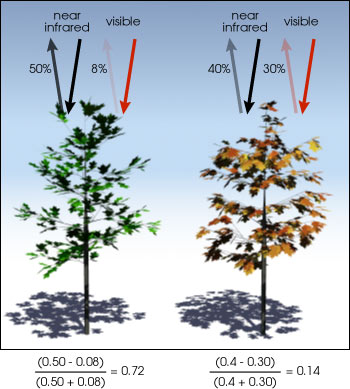 The relationship between NIR and red bands for healthy (left) and unhealthy (right) vegetation. Source: NASA